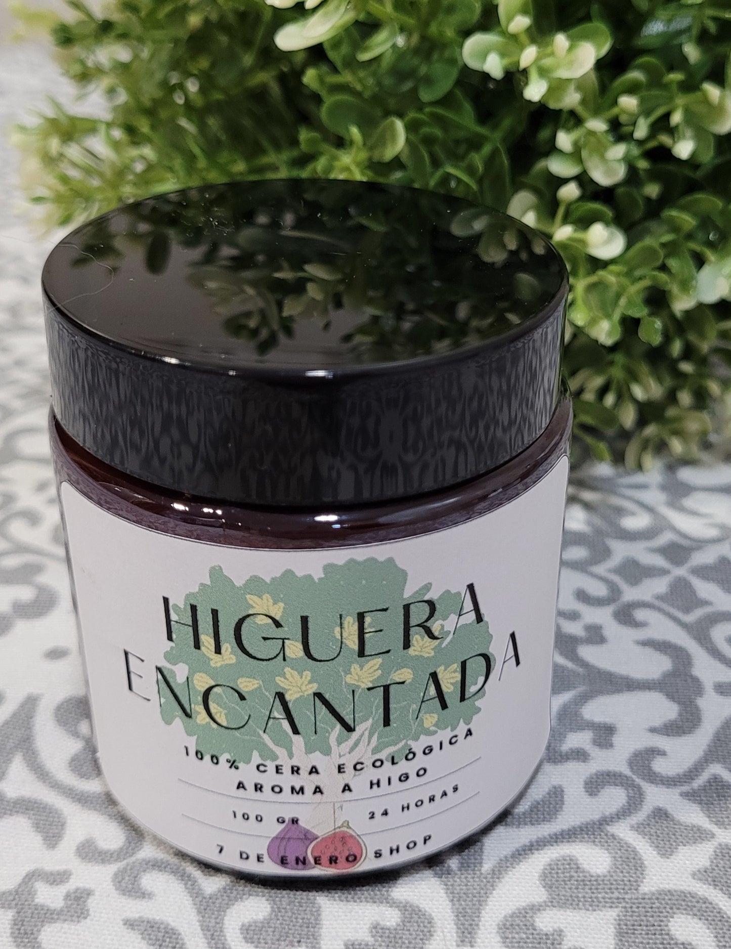 Higuera encantada mini